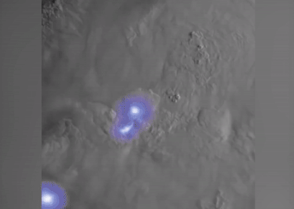 Ve tinh tong hop ghi lai huong bao di chuyen o Dai Tay Duong hinh anh