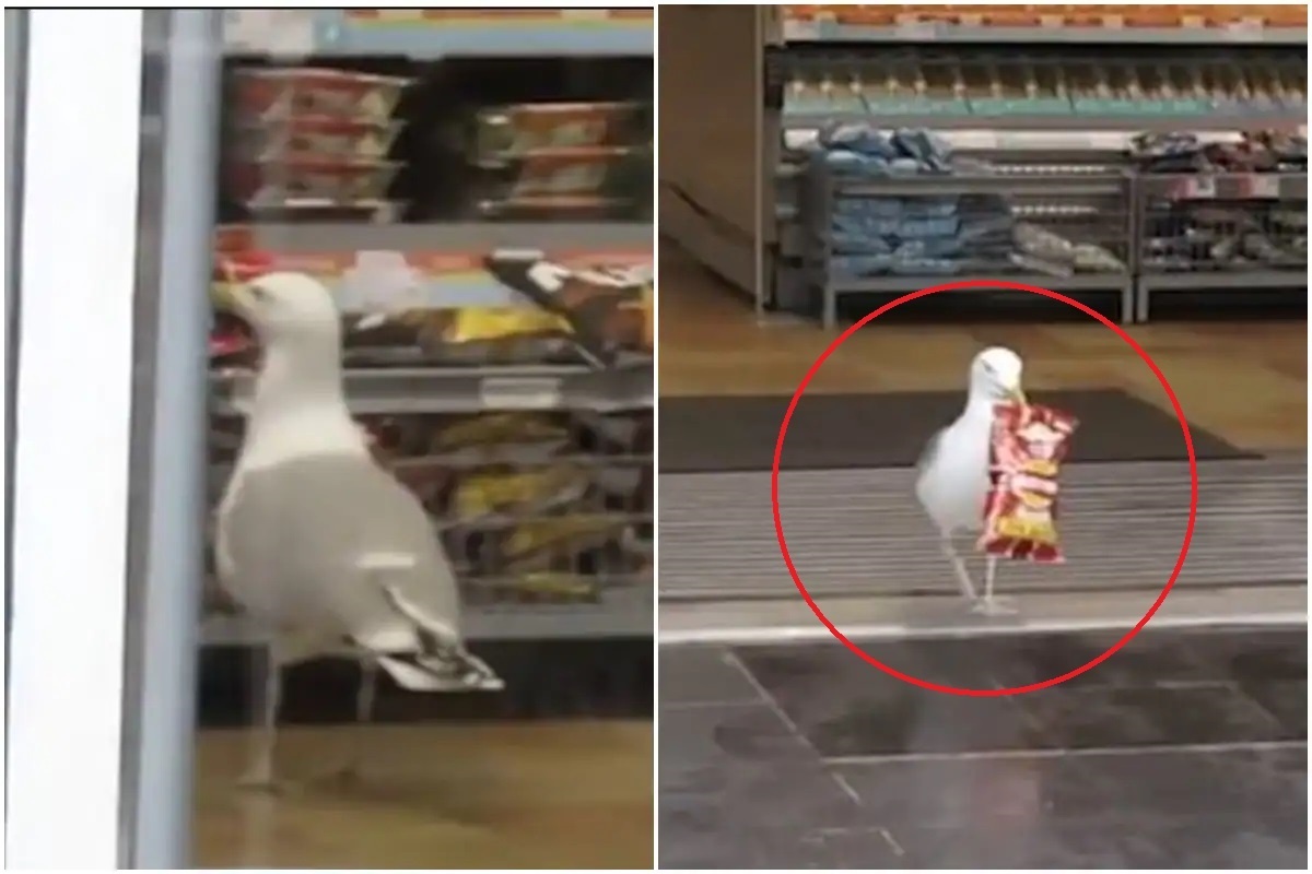 Mong bien len vao sieu thi danh cap goi banh hinh anh