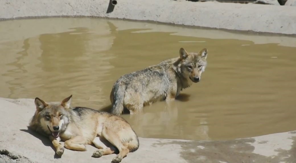 Nguoi phu nu Trung Quoc nuoi duong bay soi hon 100 con hinh anh