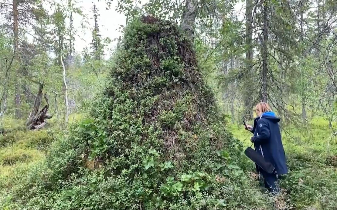 To kien cao hon 2 m o Thuy Dien hinh anh