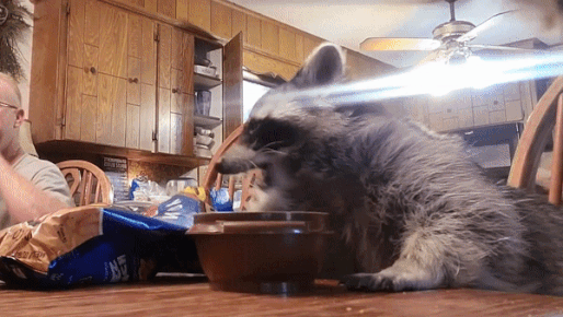Gau meo ngoi an banh snack nhu nguoi hinh anh