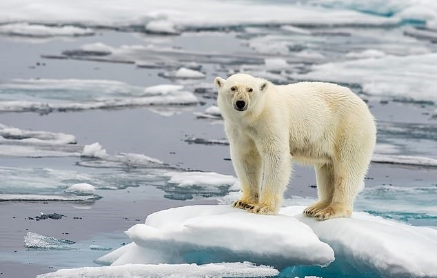 Cach AI du bao bang tan hinh anh