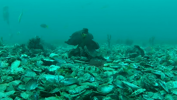 Bach tuoc cai nem vo so de tranh bi quay nhieu hinh anh