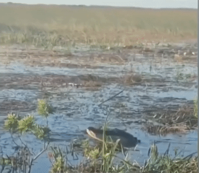 Khoanh khac ca sau bat ngo dop drone hinh anh