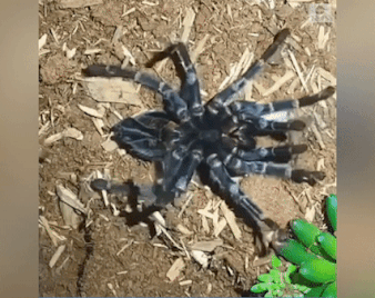 Canh nhen doc lot xac tu buoc ra khoi vo hinh anh