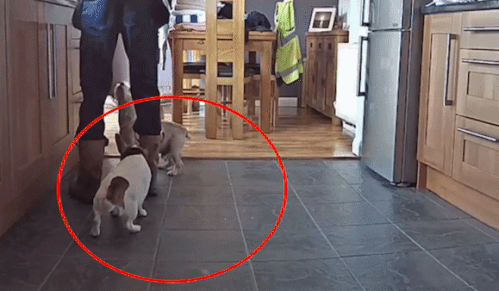 Cho bi nghen thuc an, duoc chu so cuu thoat khoi nguy hiem hinh anh