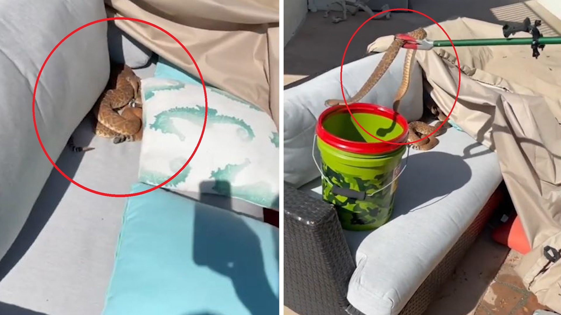 Phat hien 3 con ran tron trong ghe sofa o My hinh anh