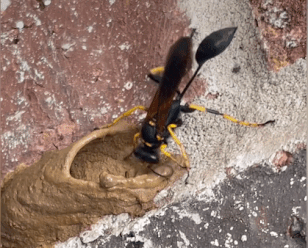 Cach ong bun lam to tren tuong hinh anh