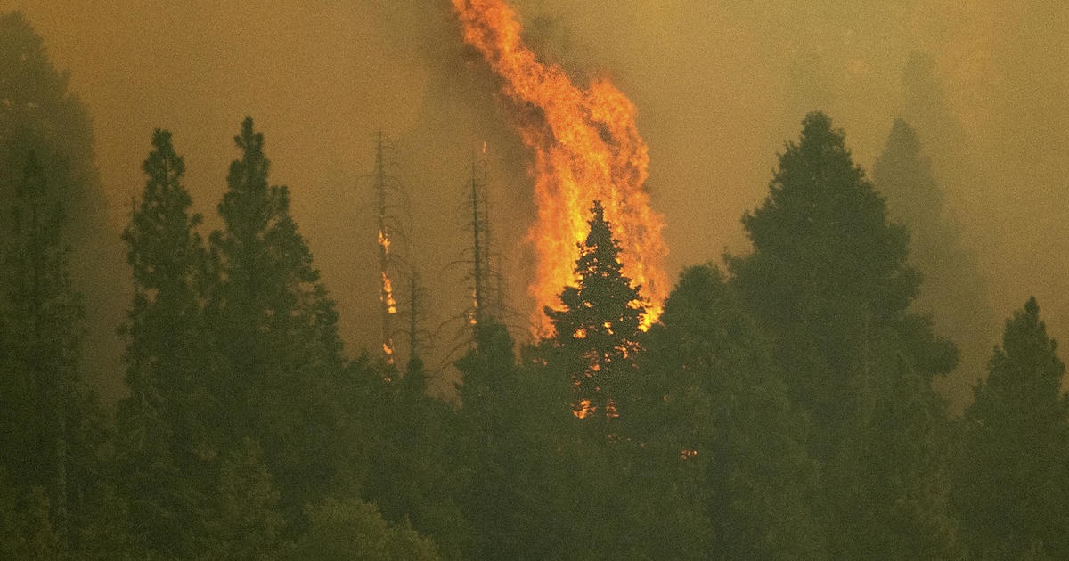 Boc chan chong lua bao ve cay co thu lon nhat the gioi hinh anh