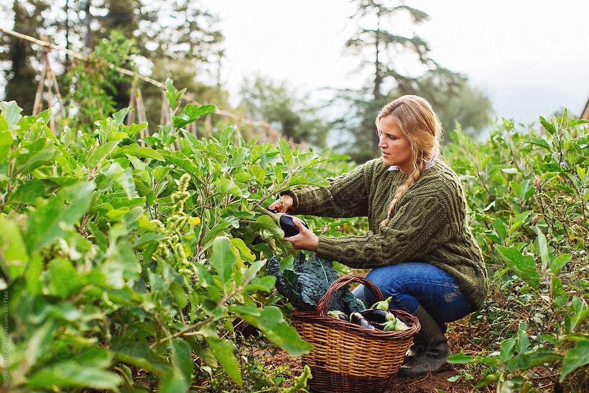 Dich vu cho thue vuon rau trong san hinh anh