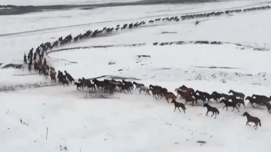 Trang trai ngua thu hut du khach Trung Quoc hinh anh