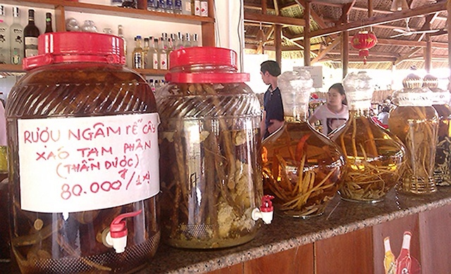 Canh bao ngo doc ruou ngam re cay hinh anh