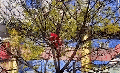 Nguoi quet duong rung cay cho la vang roi xuong hinh anh