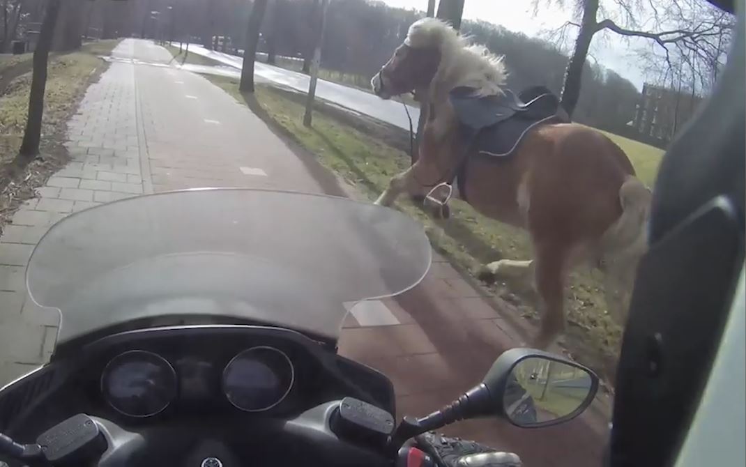 Tai xe giai cuu chu ngua bi lac duong hinh anh