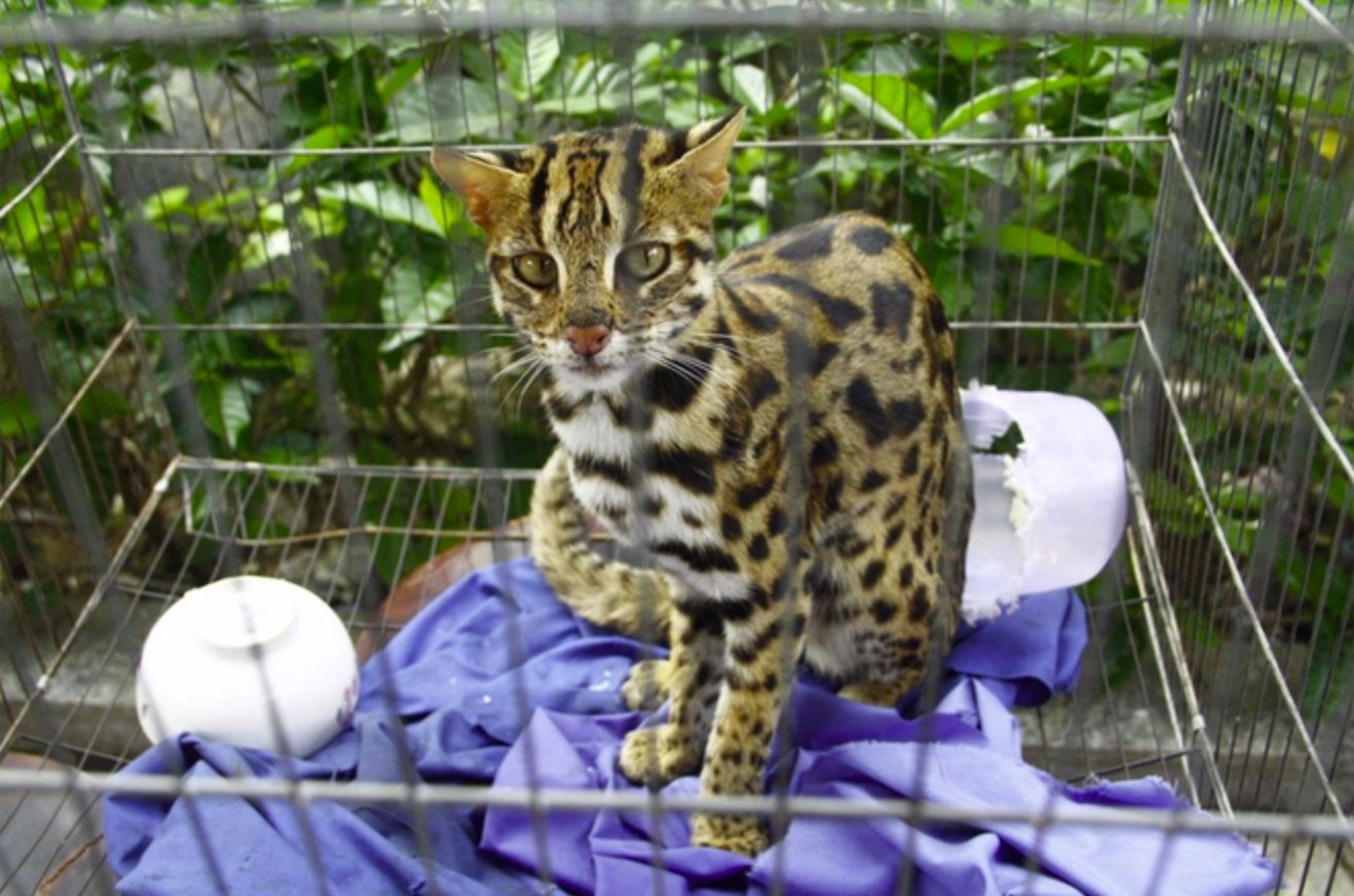 Nan mua ban dong vat hoang da tran lan tren mang xa hoi hinh anh