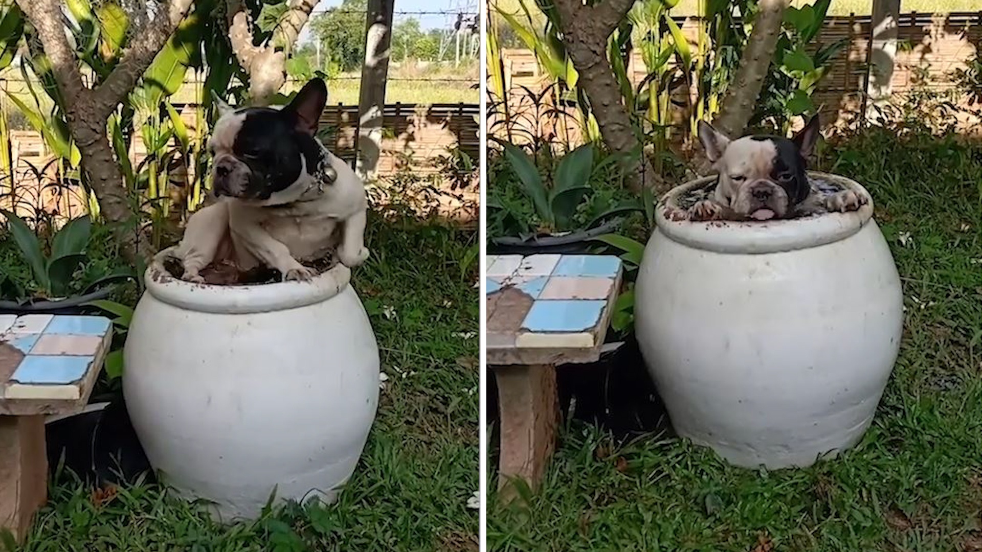 Chu cho ngam minh trong lu nuoc de tranh nong hinh anh