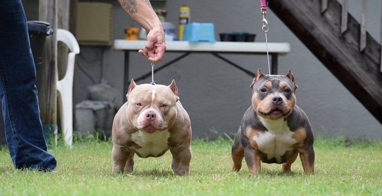 Thu choi cho 'cang di cang dat', cho lon 700 trieu, cho con 220 trieu hinh anh