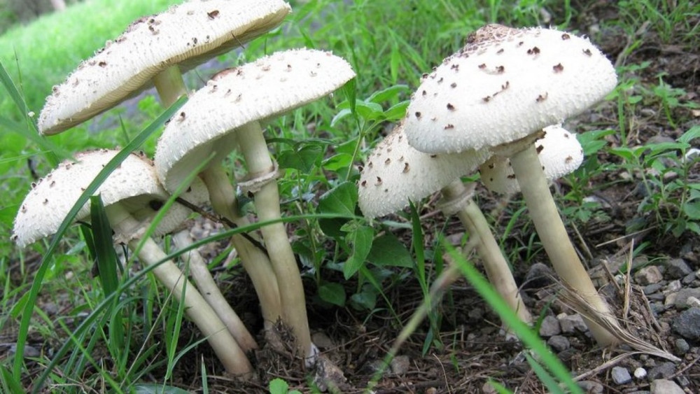 Canh bao ngo doc cac loai rau rung hinh anh