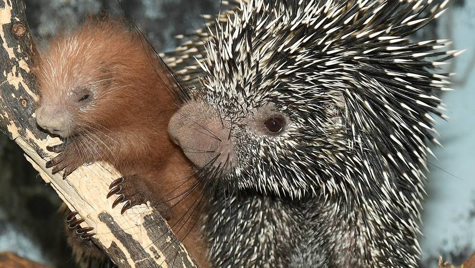 Vuon thu o My mung nhim con chao doi hinh anh