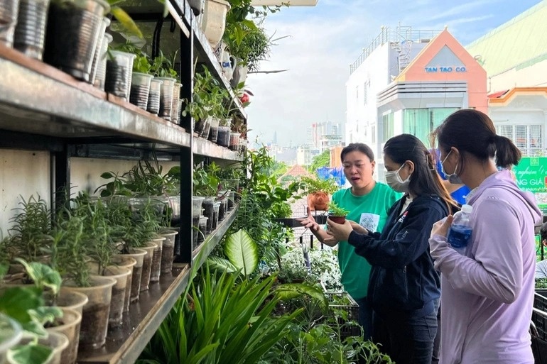 Noi tang hat giong, rau xanh, cay trong mien phi o TP.HCM hinh anh