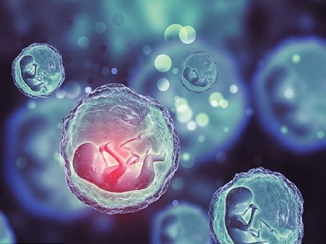 Phoi thai dau tien khong can tinh trung va trung hinh anh