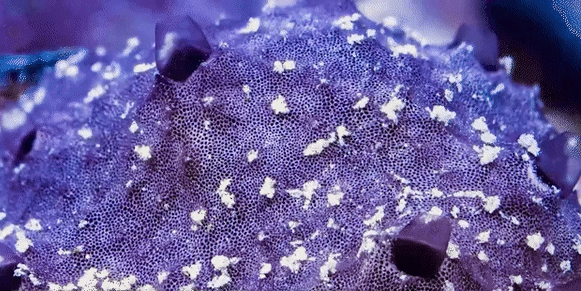 Timelapse canh con bot bien hat hoi hinh anh