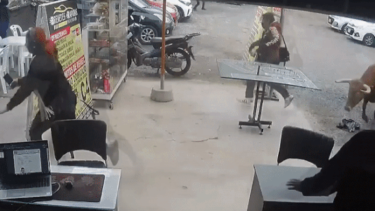 Bo tot chay tron, lao vao tan cong nguoi hinh anh