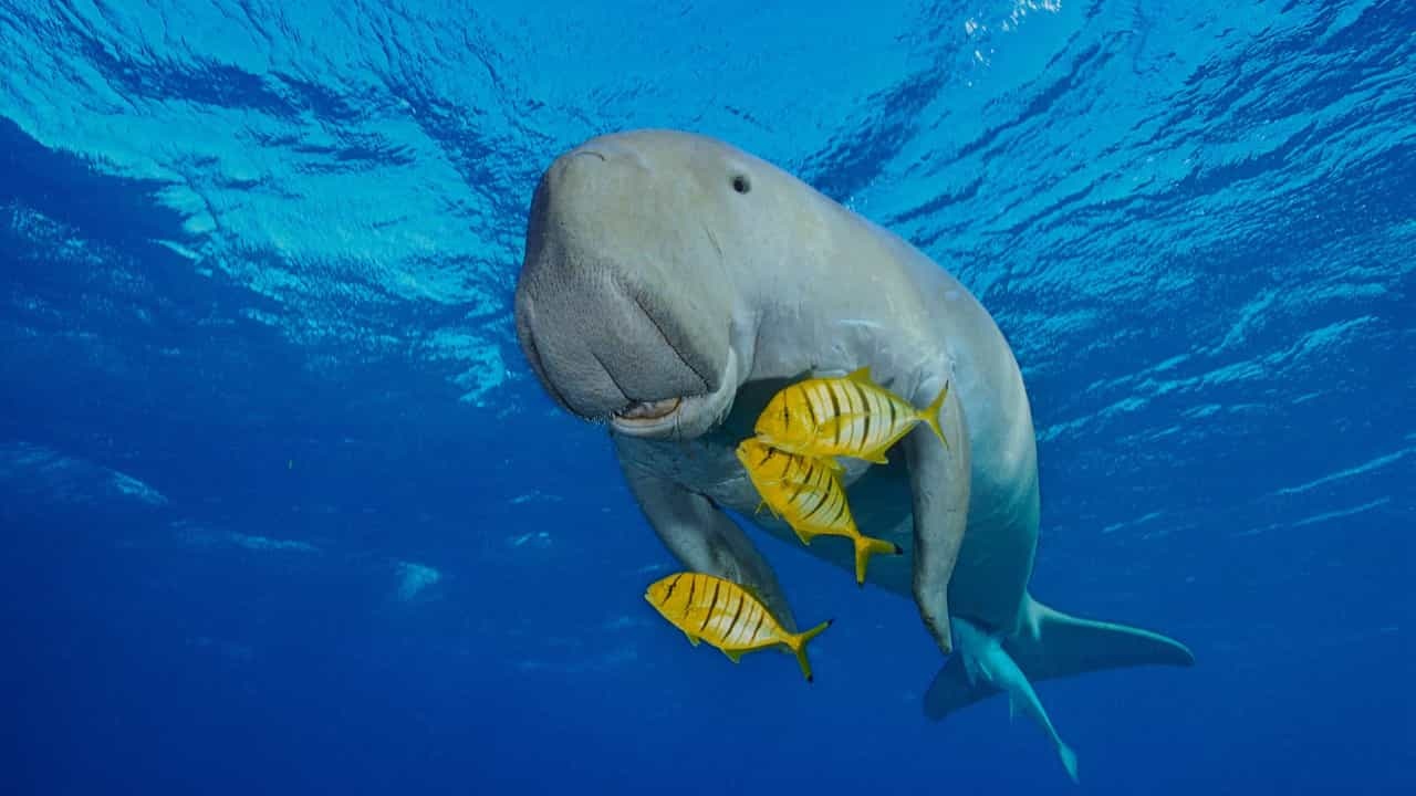 Ca nang tien da bi tuyet chung o Trung Quoc hinh anh