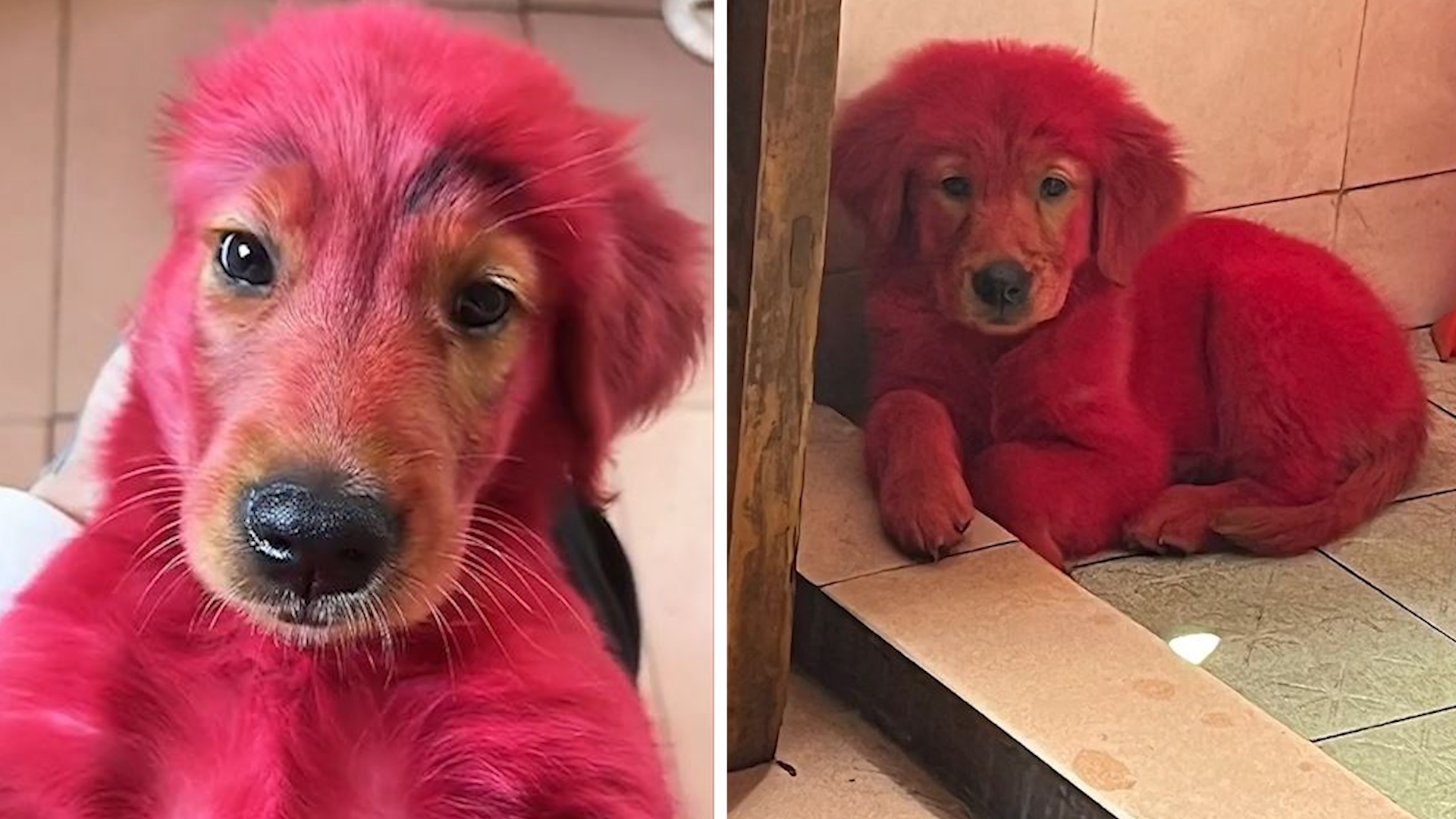 Chu cho bi bien thanh mau hong vi can thuoc nhuom toc hinh anh