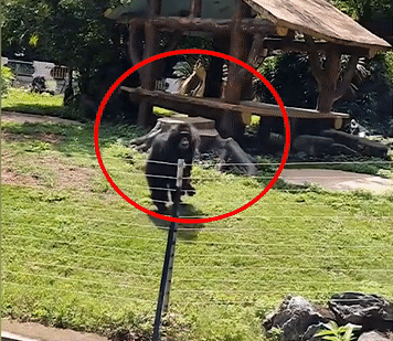 Tinh tinh noi tieng vi nem do vao du khach hinh anh