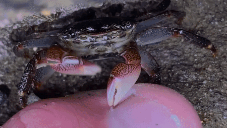 Loai cua thich an da chet hinh anh