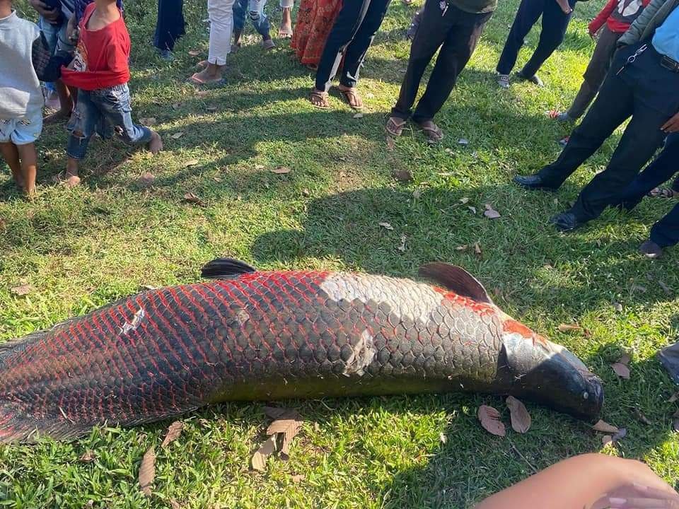 Xac ca rong canh den Angkor Wat hinh anh