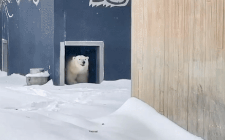 Gau Bac Cuc choi dua duoi tuyet o so thu New York hinh anh