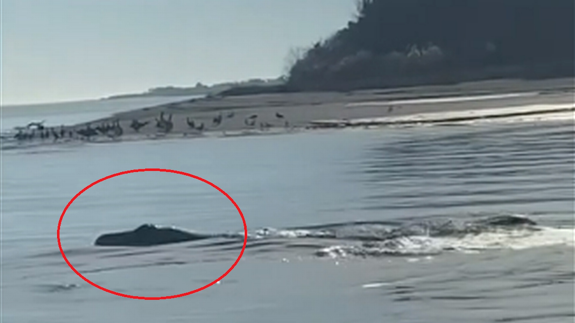 Sinh vat bi an nghi la 'quai vat ho Loch Ness' xuat hien o My hinh anh