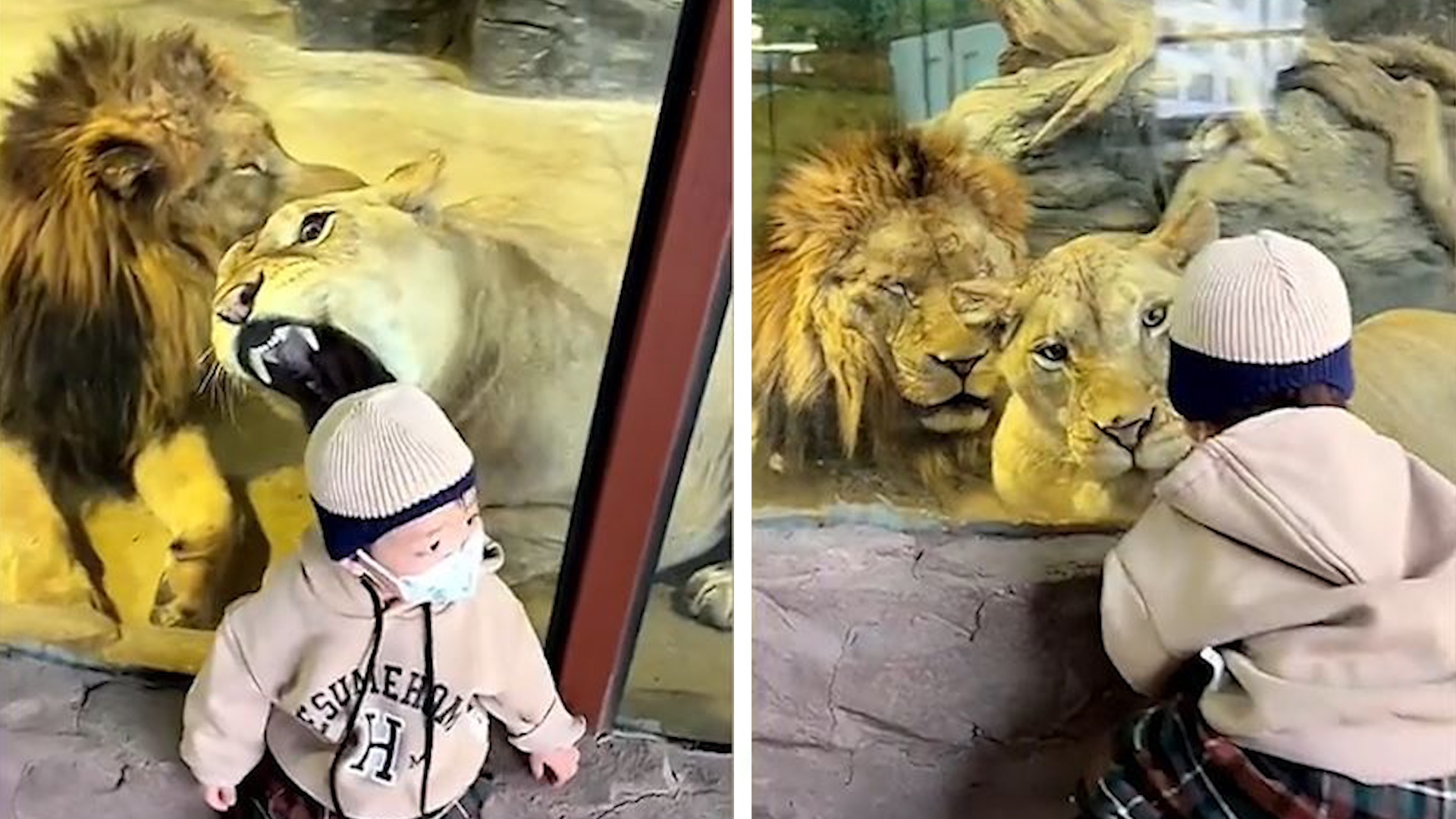 Su tu co vo lay dua be qua lop kinh trong suot hinh anh