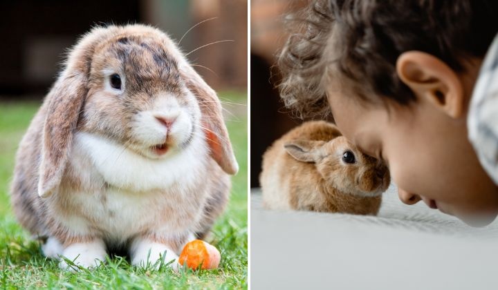 Lam giau nho livestream ban tho trong nam Mao hinh anh