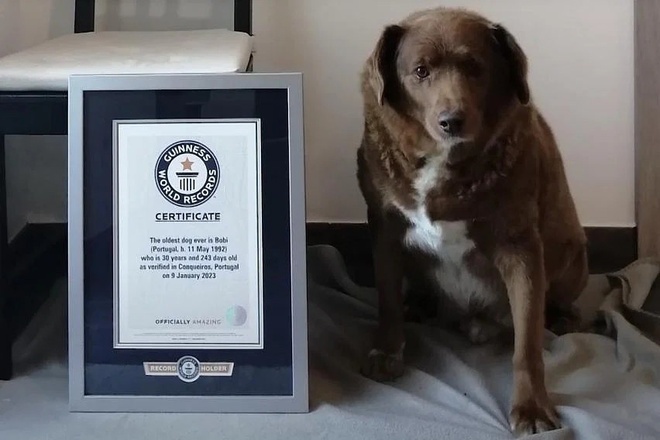 Guinness vinh danh chu cho song lau nhat the gioi hinh anh