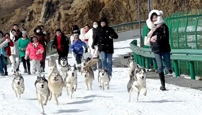 Co gai mang 17 chu cho ve que hinh anh