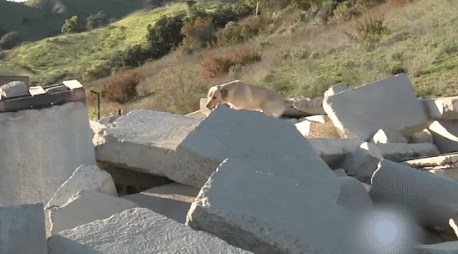 Cho cuu ho tim kiem nguoi trong tran dong dat o Tho Nhi Ky hinh anh