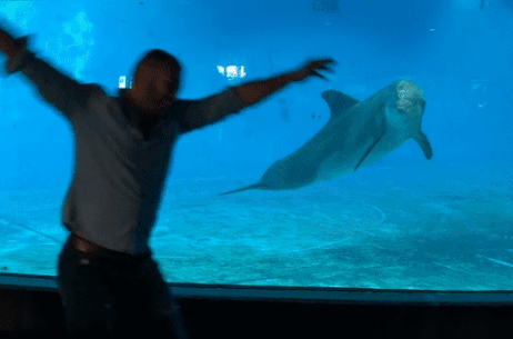 Ca heo biet bat chuoc, nhao lon cung con nguoi hinh anh