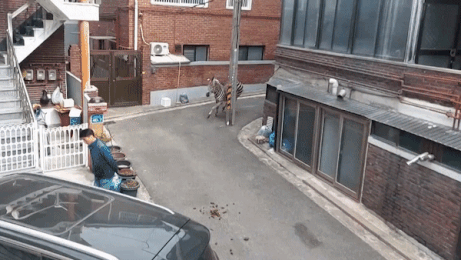 Ngua van chay lang thang khap pho Seoul hinh anh