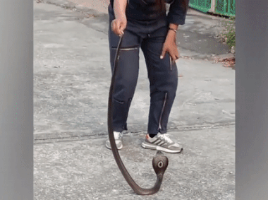 Co gai dung tay khong bat ran hinh anh