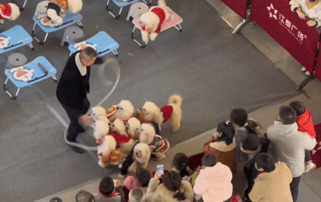 Dan cho biet nhay day cung nguoi hinh anh