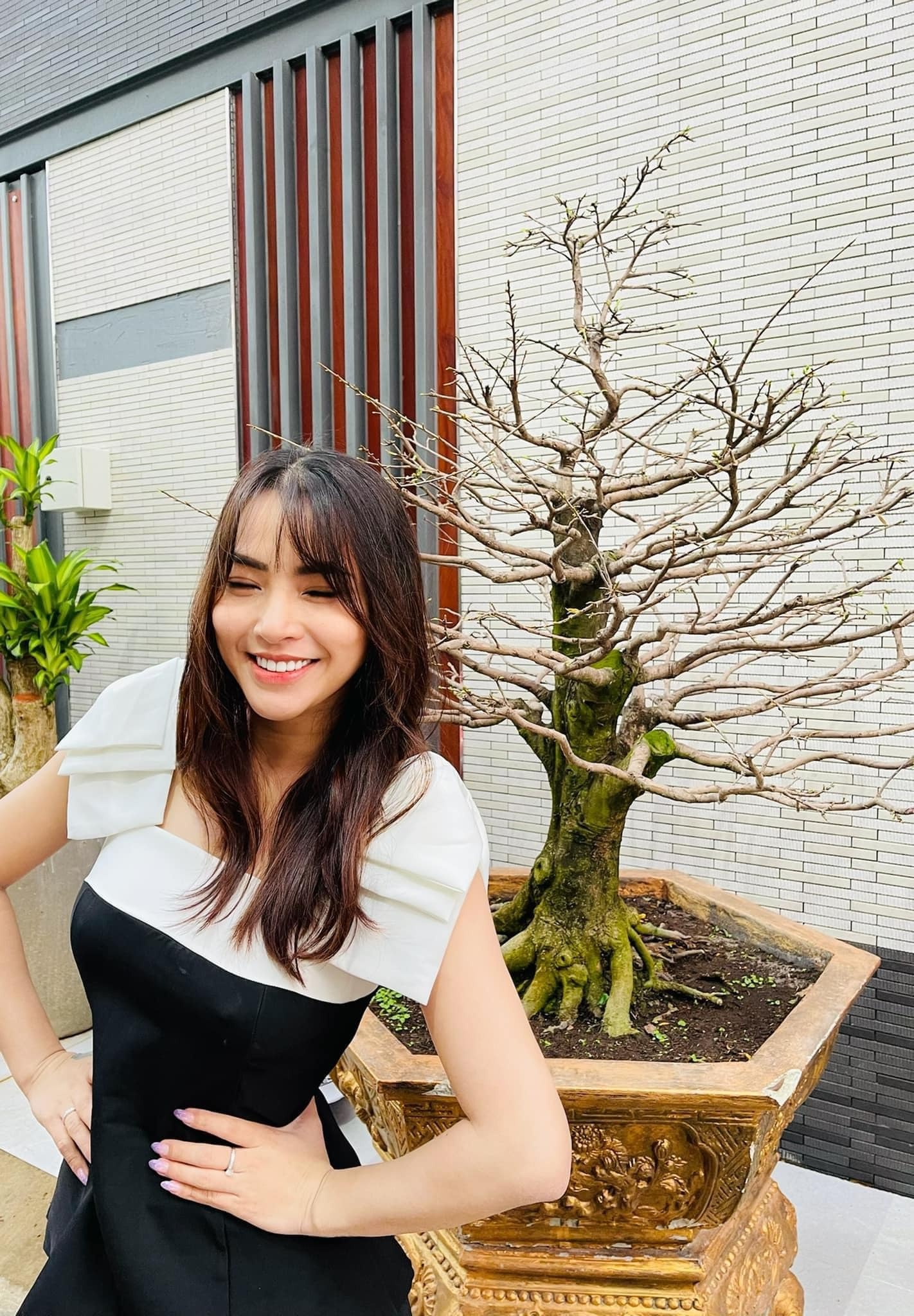 thành đạt mấy cây mai giá trị ảnh 1 thanh dat may cay mai gia tri anh 1