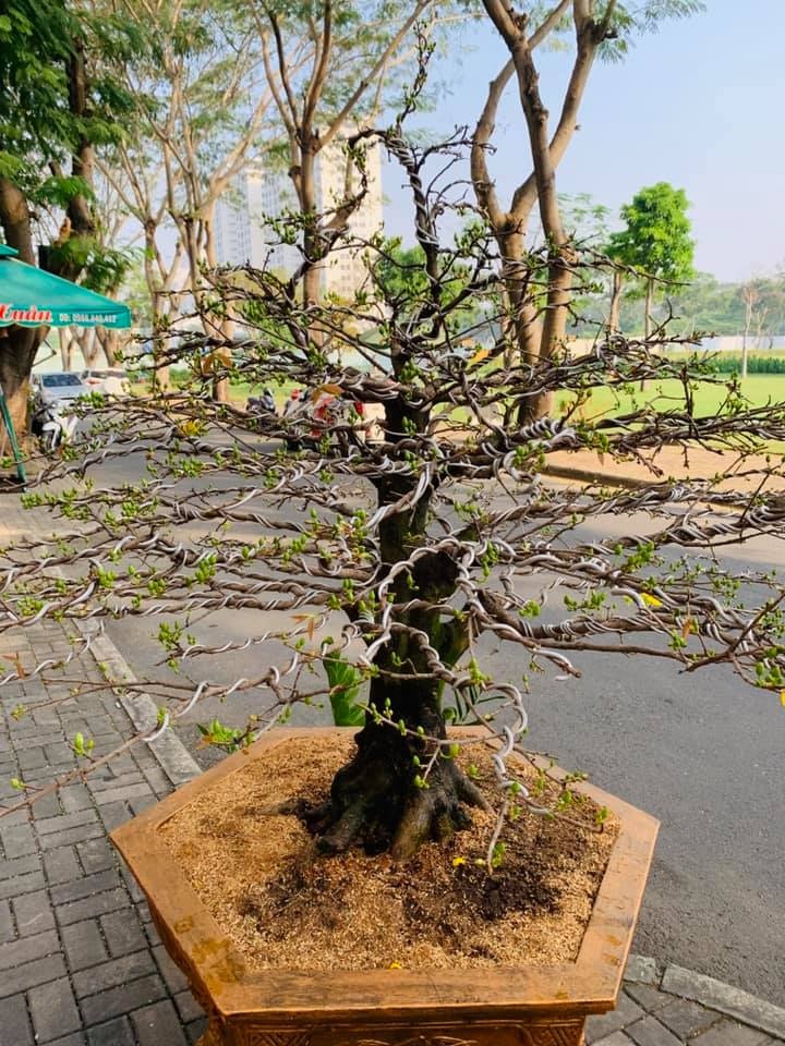 thành đạt mấy cây mai giá trị ảnh 2 thanh dat may cay mai gia tri anh 2