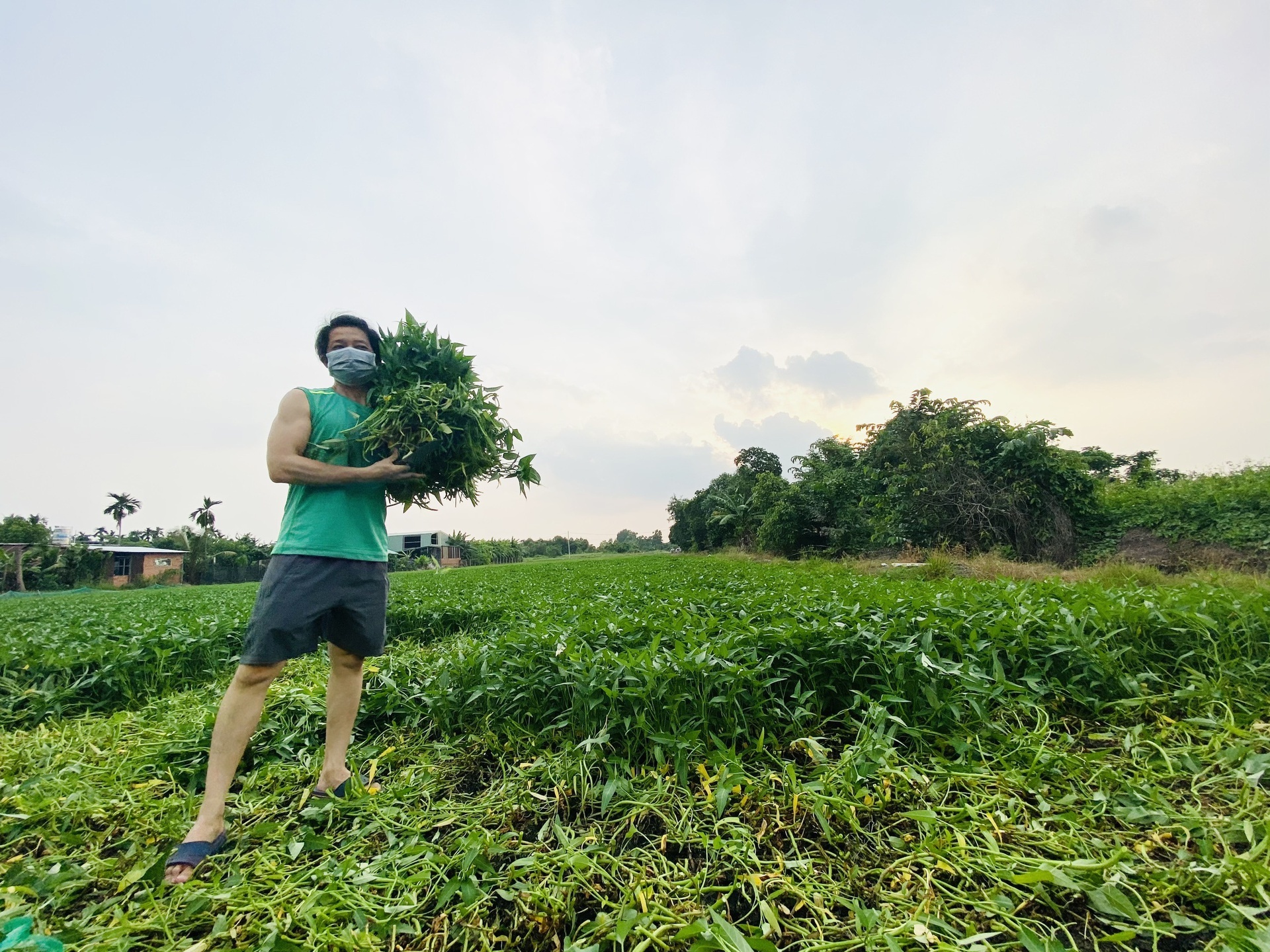 thuan viet gom rau muong anh 7