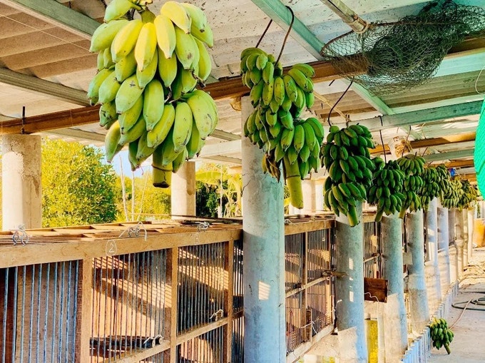 quách ngọc ngoan ảnh 4 quach ngoc ngoan anh 4