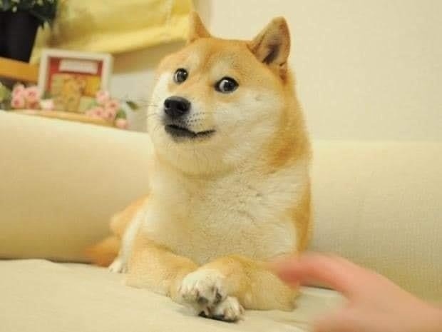 Kabosu,  Kabosu qua doi,  dogecoin,  doge chet,  Kabosu doge anh 2