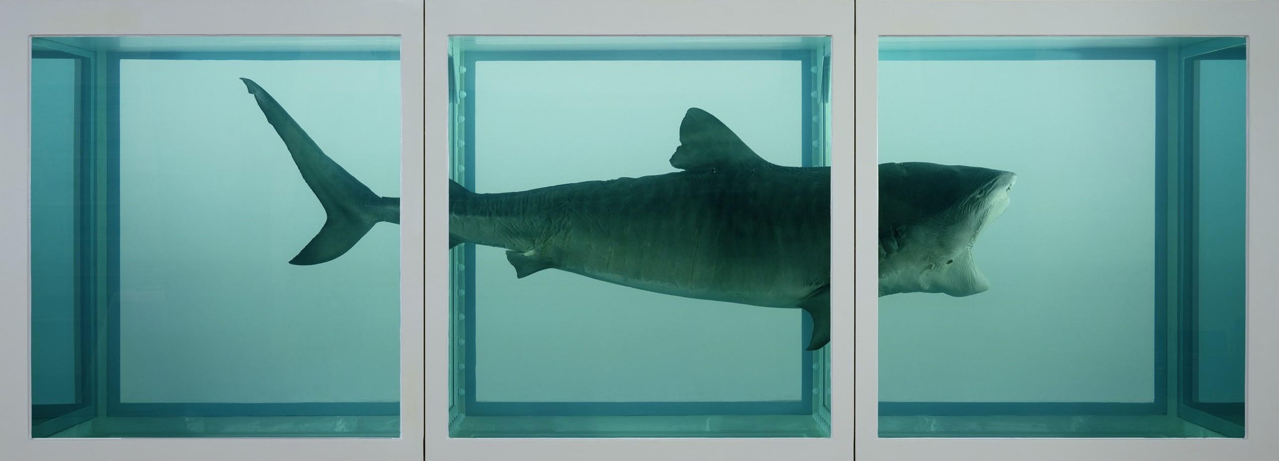 bi ghet nhat the gioi,  Damien Hirst, The Physical Impossibility of Death anh 1