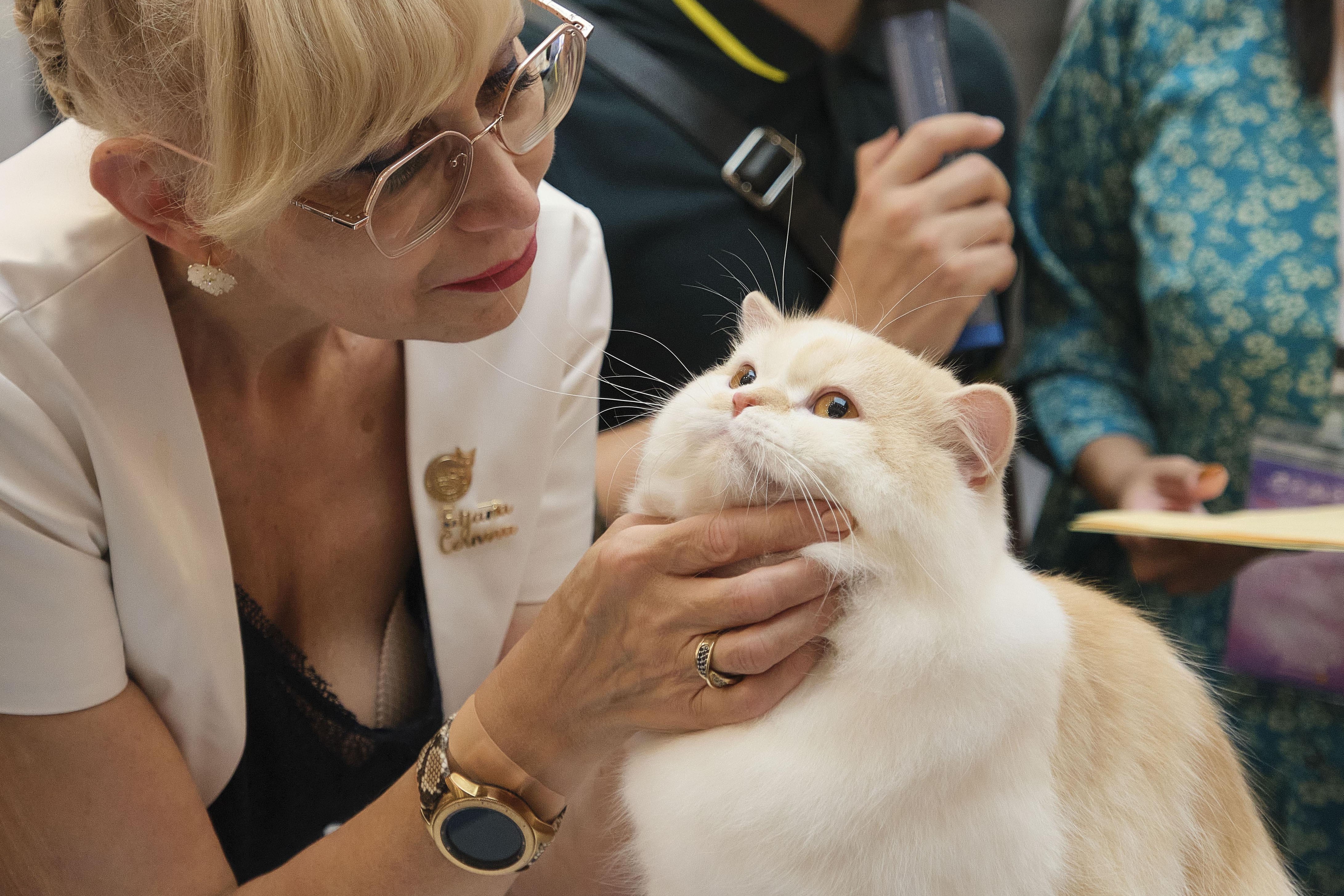 Dua meo tu Malaysia, Thai Lan sang TP.HCM 'thi hoa hau' hinh anh